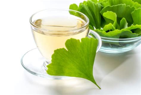 gincio|Ginkgo Biloba Çayının 10 Harika Faydası .